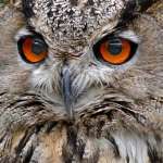 Вячеслав Панков