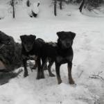 Александр Шидьюсов