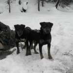 Александр Шидьюсов