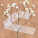 Седа Абаева