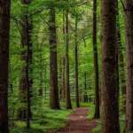 Wood Wood